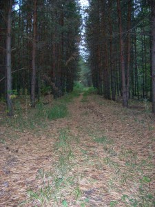 Еманжелинский лес